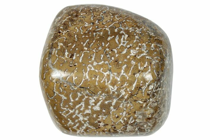 Polished Dinosaur Bone (Gembone) - Morocco #250088